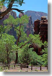 america, hiking, north america, paths, trees, united states, utah, vertical, western usa, zion, photograph