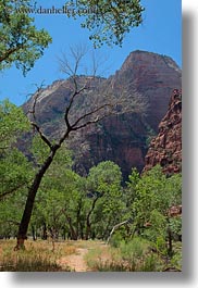 america, hiking, north america, paths, trees, united states, utah, vertical, western usa, zion, photograph
