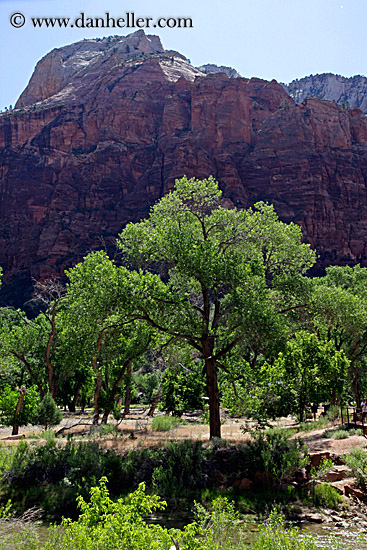 tree-n-mtns.jpg