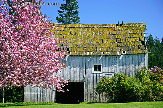 pink-tree-n-barn-02.jpg