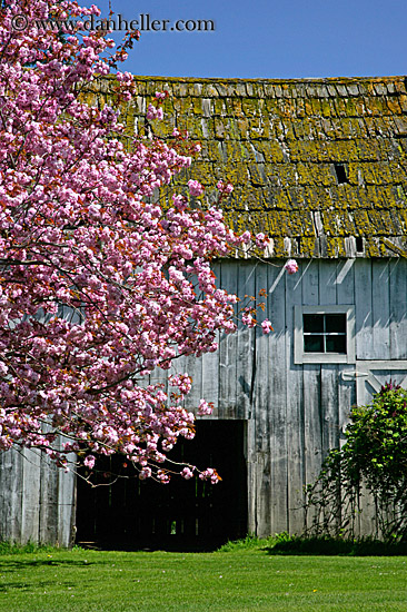 pink-tree-n-barn-05.jpg
