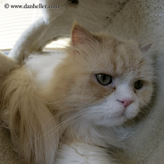 walters-cat-08.jpg