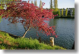 america, fremont, grass, green, horizontal, north america, pacific northwest, red, rivers, seattle, trees, united states, washington, western usa, photograph