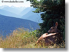 america, animals, deer, fawn, horizontal, mountains, nature, north america, pacific northwest, pines, plants, seattle, shades, snowcaps, trees, united states, washington, western usa, photograph