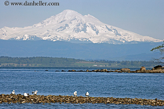 mt_baker-n-sea_gulls-03.jpg