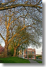 america, arching, nature, north america, pacific northwest, plants, seattle, trees, united states, vertical, washington, western usa, photograph