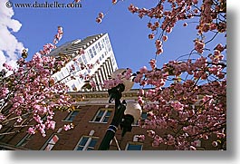 america, buildings, horizontal, lamp posts, nature, north america, pacific northwest, perspective, pink, plants, seattle, trees, united states, upview, washington, western usa, photograph