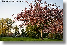 america, horizontal, nature, north america, pacific northwest, pink, plants, seattle, trees, united states, washington, western usa, photograph