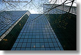 america, branches, buildings, horizontal, modern, nature, north america, pacific northwest, perspective, plants, reflections, seattle, skyscrapers, structures, style, trees, united states, upview, washington, western usa, photograph