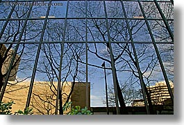 america, branches, buildings, horizontal, nature, north america, pacific northwest, plants, reflections, seattle, trees, united states, washington, western usa, photograph