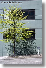 america, buildings, nature, north america, pacific northwest, plants, seattle, trees, united states, vertical, washington, western usa, photograph
