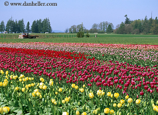 multi-colored-tulips-2.jpg