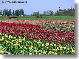 america, colored, flowers, horizontal, multi, nature, north america, pacific northwest, tulips, united states, washington, western usa, photograph