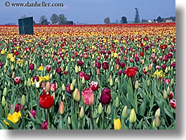 america, colored, flowers, horizontal, multi, nature, north america, pacific northwest, tulips, united states, washington, western usa, photograph