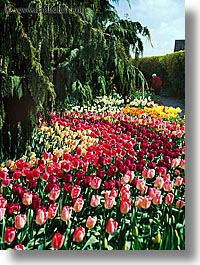 america, colored, flowers, multi, nature, north america, pacific northwest, tulips, united states, vertical, washington, western usa, photograph