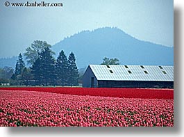 america, barn, buildings, flowers, horizontal, nature, north america, pacific northwest, pink, structures, tulips, united states, washington, western usa, photograph