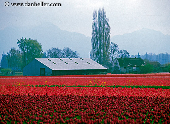 pink-tulips-n-barn-2.jpg