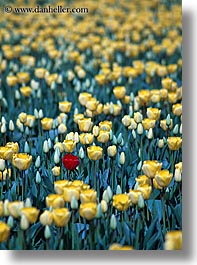 america, flowers, nature, north america, one, pacific northwest, red, tulips, united states, vertical, washington, western usa, yellow, photograph