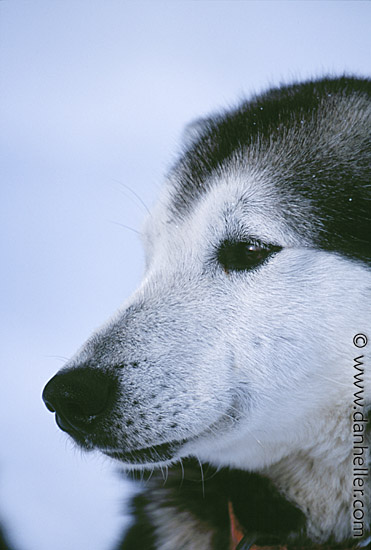 dogs-04.jpg