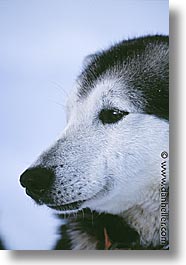 images/UnitedStates/Wyoming/JacksonHole/Mush/dogs-04.jpg