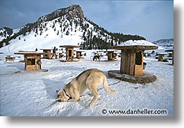 images/UnitedStates/Wyoming/JacksonHole/Mush/dogs-05.jpg