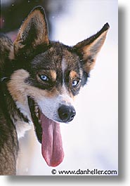 images/UnitedStates/Wyoming/JacksonHole/Mush/dogs-06.jpg