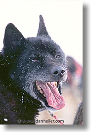 images/UnitedStates/Wyoming/JacksonHole/Mush/dogs-07.jpg