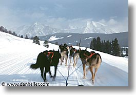 america, dog sled, dogs, horizontal, jackson hole, mush, north america, snow, united states, winter, wyoming, photograph