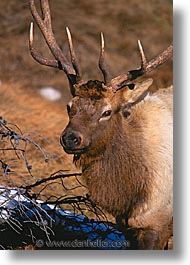 america, animals, elk, north america, snow, united states, vertical, winter, wyoming, yellowstone, photograph