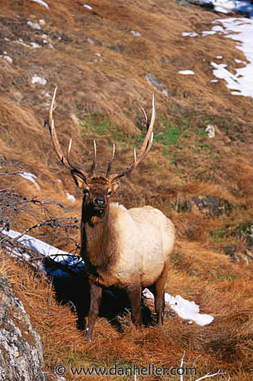 elk-03.jpg