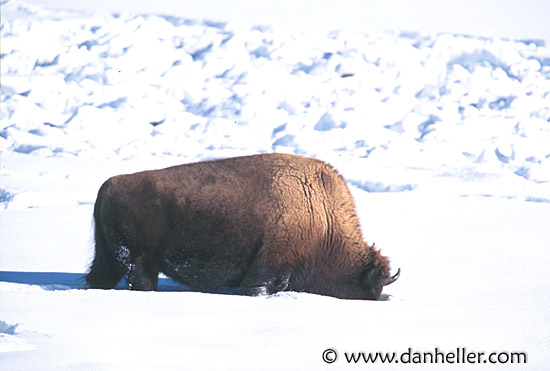 bison-02.jpg