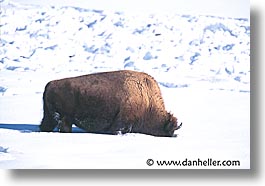 america, animals, bison, horizontal, north america, snow, united states, winter, wyoming, yellowstone, photograph