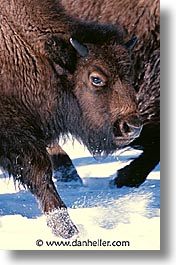 america, animals, bison, north america, snow, united states, vertical, winter, wyoming, yellowstone, photograph