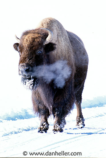bison-07.jpg