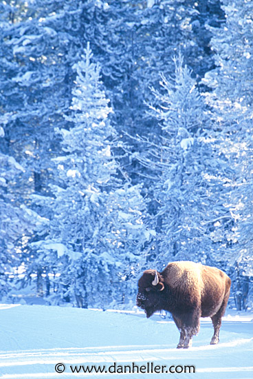bison-08.jpg