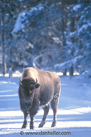 bison-09.jpg
