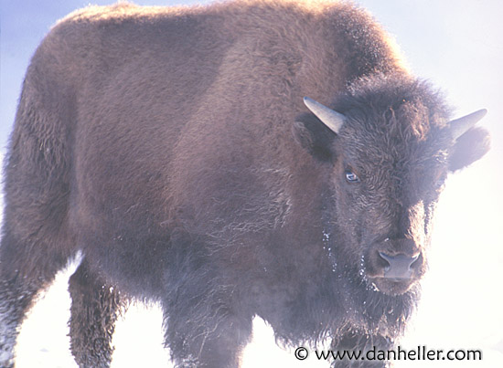 bison-11.jpg