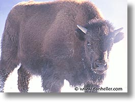 america, animals, bison, horizontal, north america, snow, united states, winter, wyoming, yellowstone, photograph