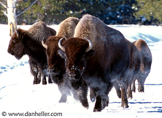 bison-pack-a.jpg