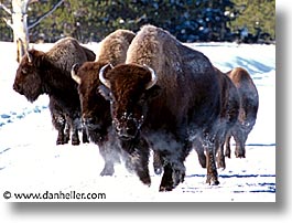 america, animals, bison, horizontal, north america, pack, snow, united states, winter, wyoming, yellowstone, photograph