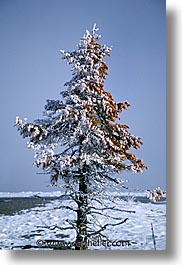 images/UnitedStates/Wyoming/Yellowstone/Snowy/snowy-22.jpg