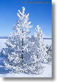 images/UnitedStates/Wyoming/Yellowstone/Snowy/snowy-26.jpg