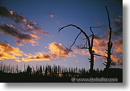 images/UnitedStates/Wyoming/Yellowstone/Trees/trees-02.jpg