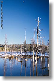 images/UnitedStates/Wyoming/Yellowstone/Trees/trees-08.jpg