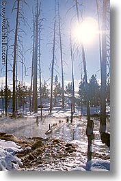 images/UnitedStates/Wyoming/Yellowstone/Trees/trees-16.jpg