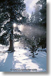 images/UnitedStates/Wyoming/Yellowstone/Trees/trees-18.jpg