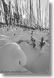 america, black and white, north america, snow, trees, united states, vertical, winter, wyoming, yellowstone, photograph