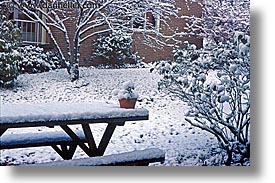 dads pix, horizontal, personal, plants, potted, snow, photograph