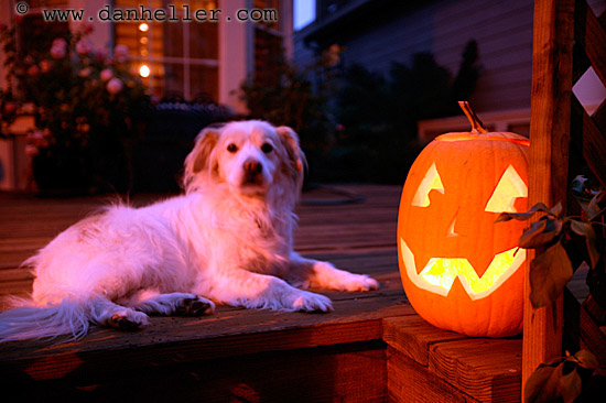 pumpkin-pooch-3.jpg