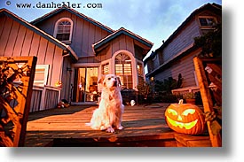 dogs, halloween, homes, horizontal, personal, pumpkins, slow exposure, photograph